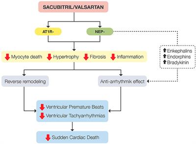 Sacubitril-Valsartan, Clinical Benefits and Related Mechanisms of Action in Heart Failure With Reduced Ejection Fraction. A Review